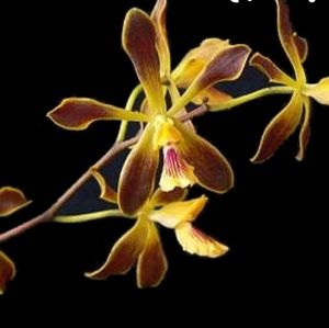 Meet your Posher, Tania